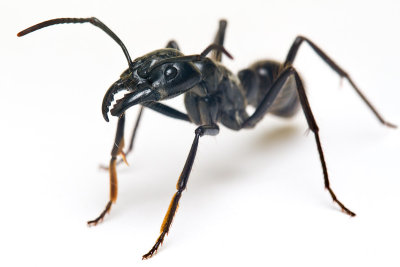 Dinoponera quadricepsDinosaur ant