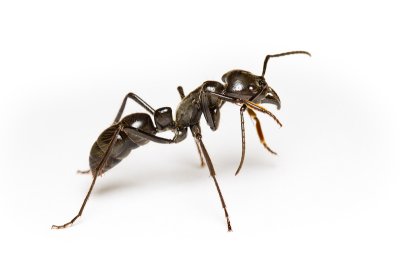 Dinoponera quadricepsDinosaur ant