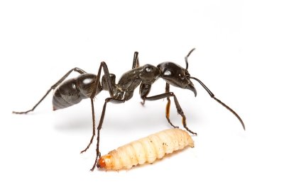 Dinoponera quadricepsDinosaur ant with waxworm