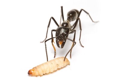 Dinoponera quadricepsDinosaur ant with waxworm