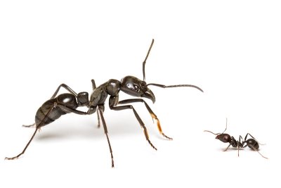 Misc. ants