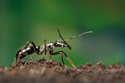 Dinoponera quadricepsDinosaur ant