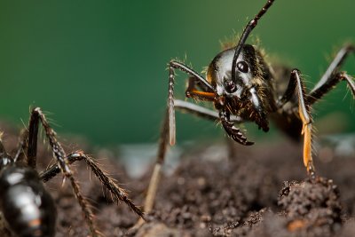 <i>Dinoponera quadriceps</i></br>Dinosaur ant