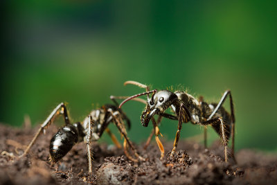 Dinoponera quadricepsDinosaur ant