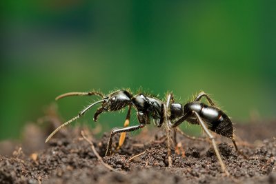 <i>Dinoponera quadriceps</i></br>Dinosaur ant