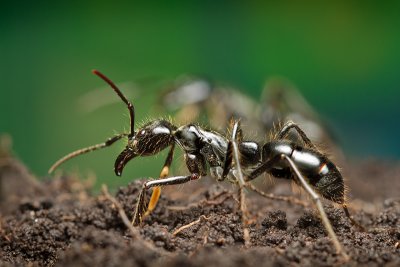 <i>Dinoponera quadriceps</i></br>Dinosaur ant