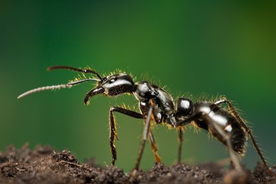 Dinoponera quadricepsDinosaur ant