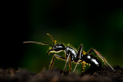 Dinoponera quadricepsDinosaur ant