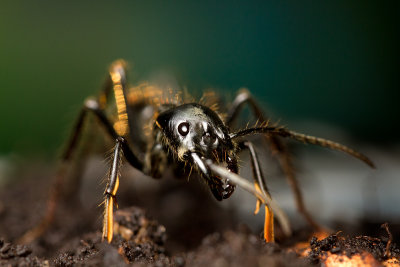 Dinoponera quadricepsDinosaur ant