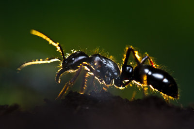 Dinoponera quadricepsDinosaur ant