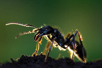 Dinoponera quadricepsDinosaur ant