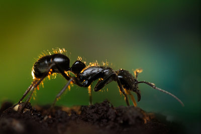 Dinoponera quadricepsDinosaur ant