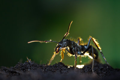 Dinoponera quadricepsDinosaur ant