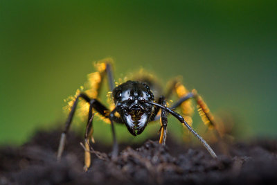 <i>Dinoponera quadriceps</i></br>Dinosaur ant