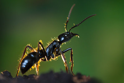 Dinoponera quadricepsDinosaur ant