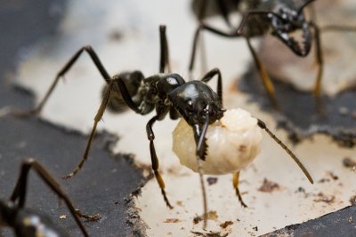 Dinoponera quadricepsDinosaur ant with larvae