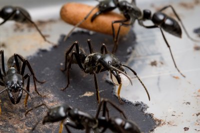 Dinoponera quadricepsDinosaur ant with pupae