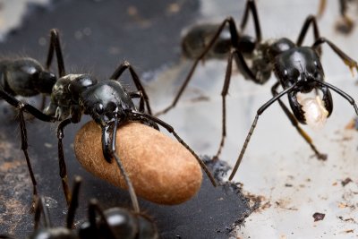 Dinoponera quadricepsDinosaur ant with pupa