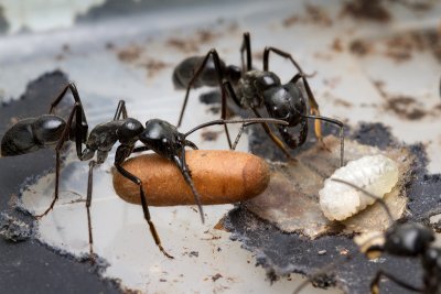 Dinoponera quadricepsDinosaur ant with pupa