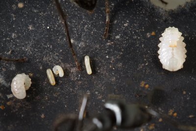 Dinoponera quadricepsDinosaur ant egg larvae pupae