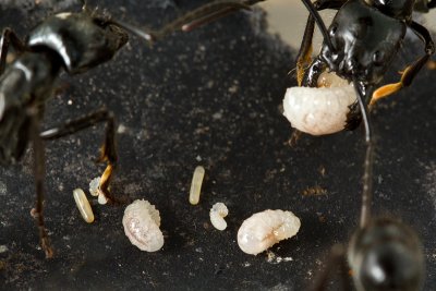 Dinoponera quadricepsDinosaur ant egg larvae pupae