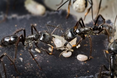 Dinoponera quadricepsDinosaur ant tending egg larvae pupae