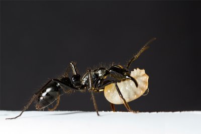 Dinoponera quadricepsDinosaur ant with larvae