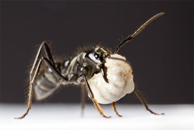 Dinoponera quadricepsDinosaur ant with larvae