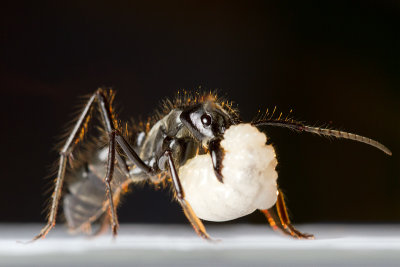 Dinoponera quadricepsDinosaur ant with larva
