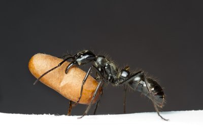 Dinoponera quadricepsDinosaur ant with pupa