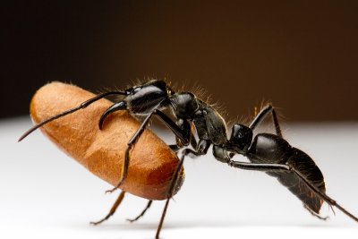Dinoponera quadricepsDinosaur ant with pupa