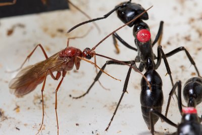Dinoponera quadricepsDinosaur ant male and marked worker