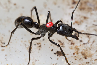 Dinoponera quadricepsDinosaur ant marked worker