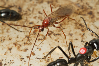 Dinoponera quadricepsDinosaur ant male and marked worker