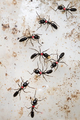 Dinoponera quadricepsDinosaur ant marked workers
