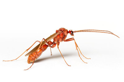 Dinoponera quadricepsDinosaur ant male