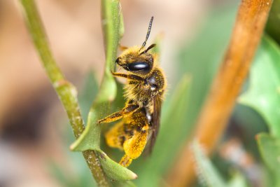 Bee [Unidentified]