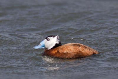 White-headed Duck  Oxyura leucocephala 