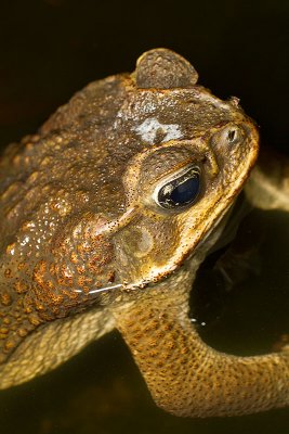 Bufo marinusCane Toad