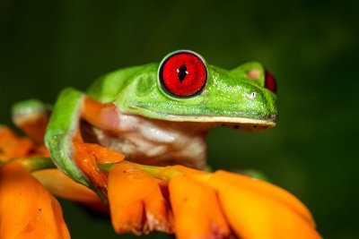 Agalychnis callidryasRed-eyed Tree Frog