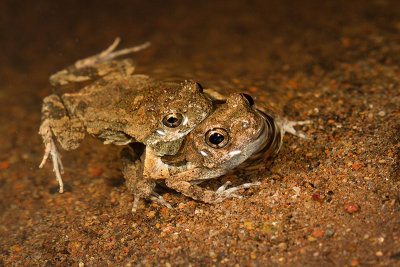 Engystomops pustulosusTungara Frog