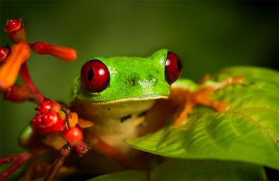 Agalychnis callidryasRed-eyed Tree Frog