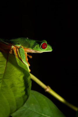 Agalychnis callidryasRed-eyed Tree Frog