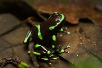 Dendrobates auratusGreen and Black Poison Dart Frog
