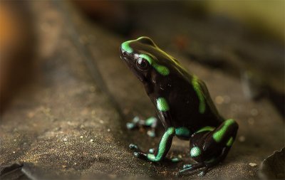 Dendrobates auratusGreen and Black Poison Dart Frog