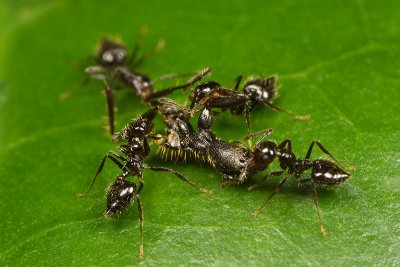 Crematogaster (Acrobat ants)