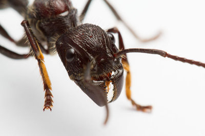 Paraponera (Bullet ants)