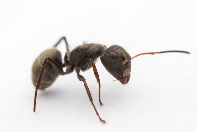 <i>Camponotus</i>