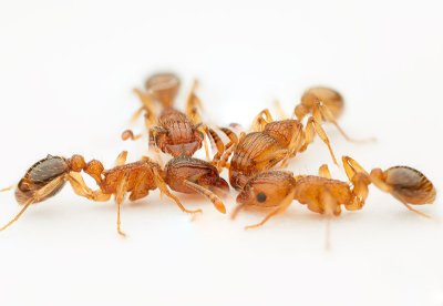 <i>Tetramorium bicarinatum</i>