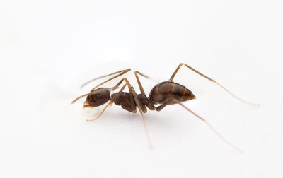 Paratrechina longicornisCrazy ant